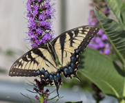 Tiger Swallowtail 2617